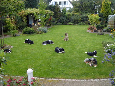 Hundebesuch im Garten