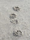 Spuren im Sand (Ashira)