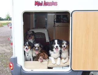 Das Hundezimmer in unserem neuen "Aussiemobil"
