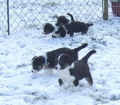 Blaze, Bella, Bonjosy und Balou im Schnee