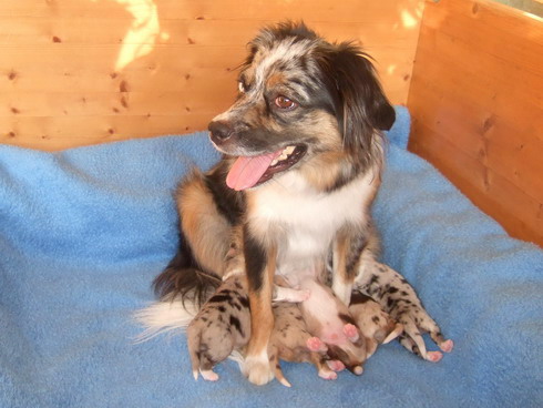 Belina mit ihren Babys am 19.07.2010