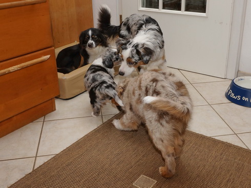Ausflug der Mini Paws in die Küche (11.04.2013)
