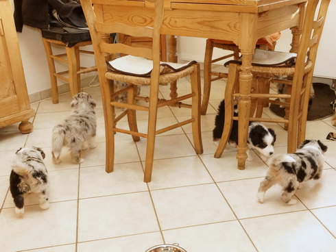 Besuch der Hundefamilie in unserer Küche